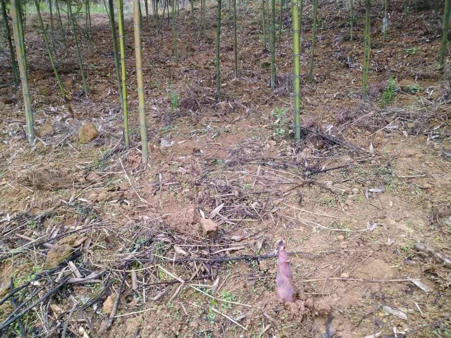 山竹与山芹对比图