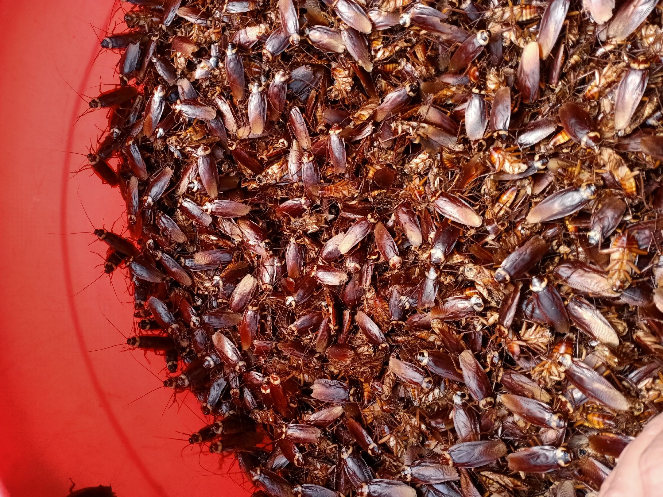 蟑螂美州大蠊出售货源充沛