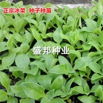 南非冰菜种苗冰草苗
