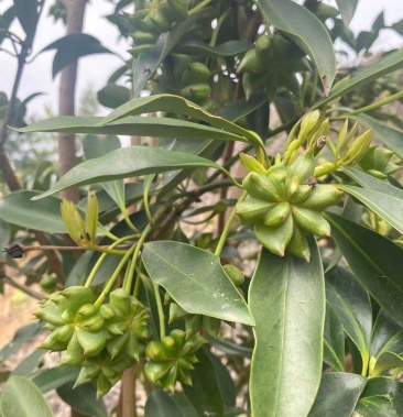 八角树苗分为几个品种有罗马品种陈平品种东荣品种