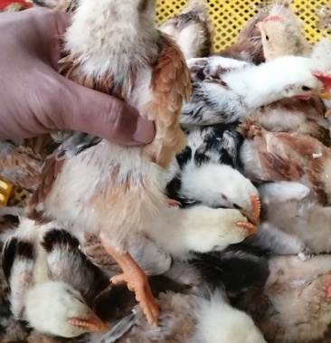 公司直销脱温鸡半斤左右