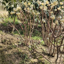 探春花常年出售大小规格的探春花。（雪花）。