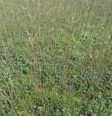 毛叶山桐子精品苗