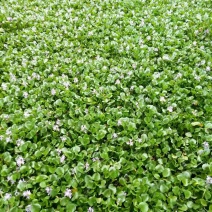 多年生水生植物一水葫芦
