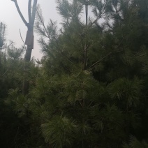 华山松4米大田一万棵