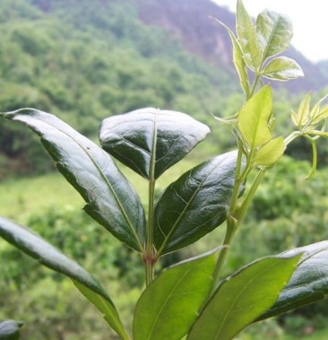 湖南藤茶苗莓茶苗龙须茶苗批发零售