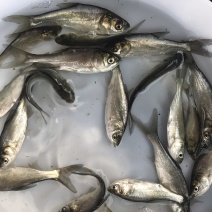 广东优质鲢鱼苗白鲢鱼苗产地直供质量保证