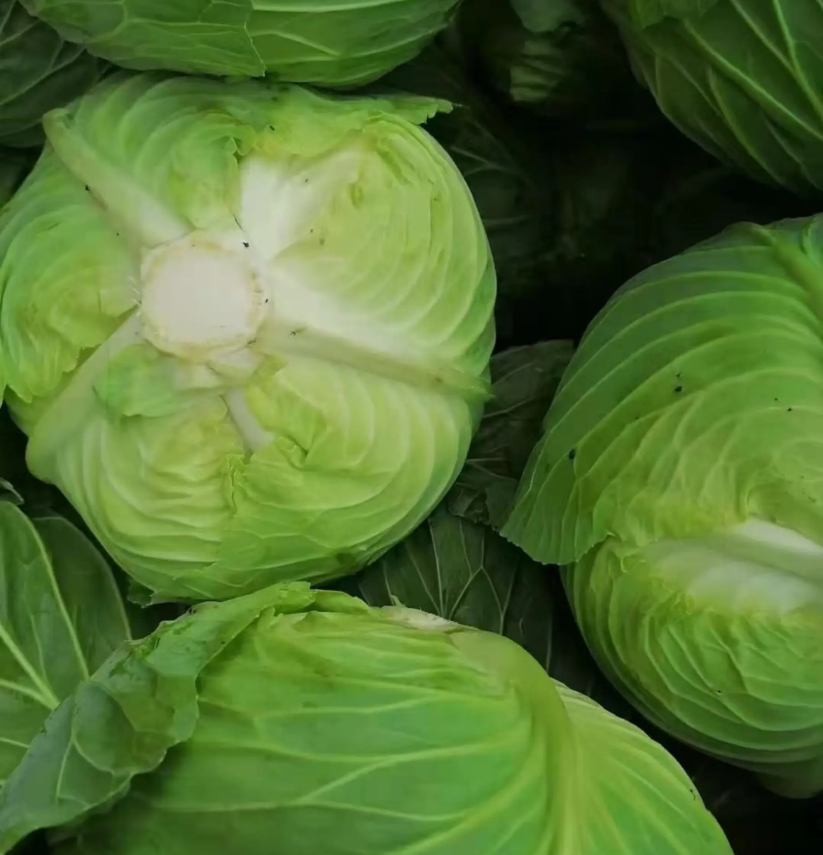 [圆包菜批发]精品铁头,包菜,圆包菜.价格0.40元/斤 - 一亩田