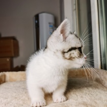 宠物猫