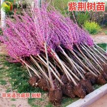 紫荆花树苗盆栽庭院绿化植物花卉盆栽耐寒耐热