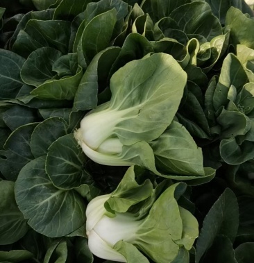 武汉武湖农户50吨上海青小白菜油菜产地直供