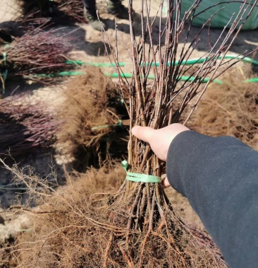 榆叶梅小苗重瓣榆叶梅鸾枝榆叶梅红火榆叶梅