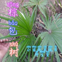 贵州毕节古夜郎大地野生中药材棕树苗食用棕包苗