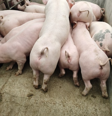 甘肃三元仔猪,长尾健康猪苗,拒绝低价劣质