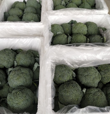 [西兰花批发]大量出售精品西兰花.价格2.00元/斤 - 一亩田