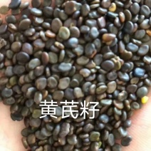 黄芪籽纯新籽发芽率高