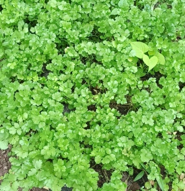 元西香菜新鲜采摘小洋元西100斤以上供应欢迎联系合作