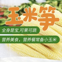 玉米笋新鲜现摘小玉米笋嫩水果玉米宝宝辅食餐馆高档蔬菜包邮