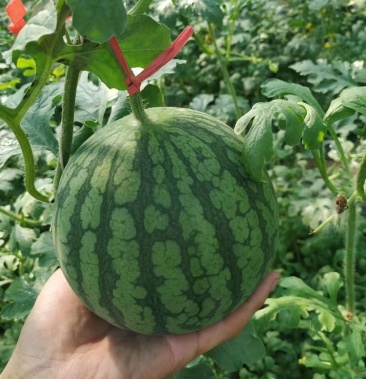 仁风镇黄瓤富硒西瓜