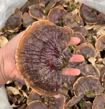 野生灵芝金边白底香灵芝带粉灵芝竹灵芝产地批发