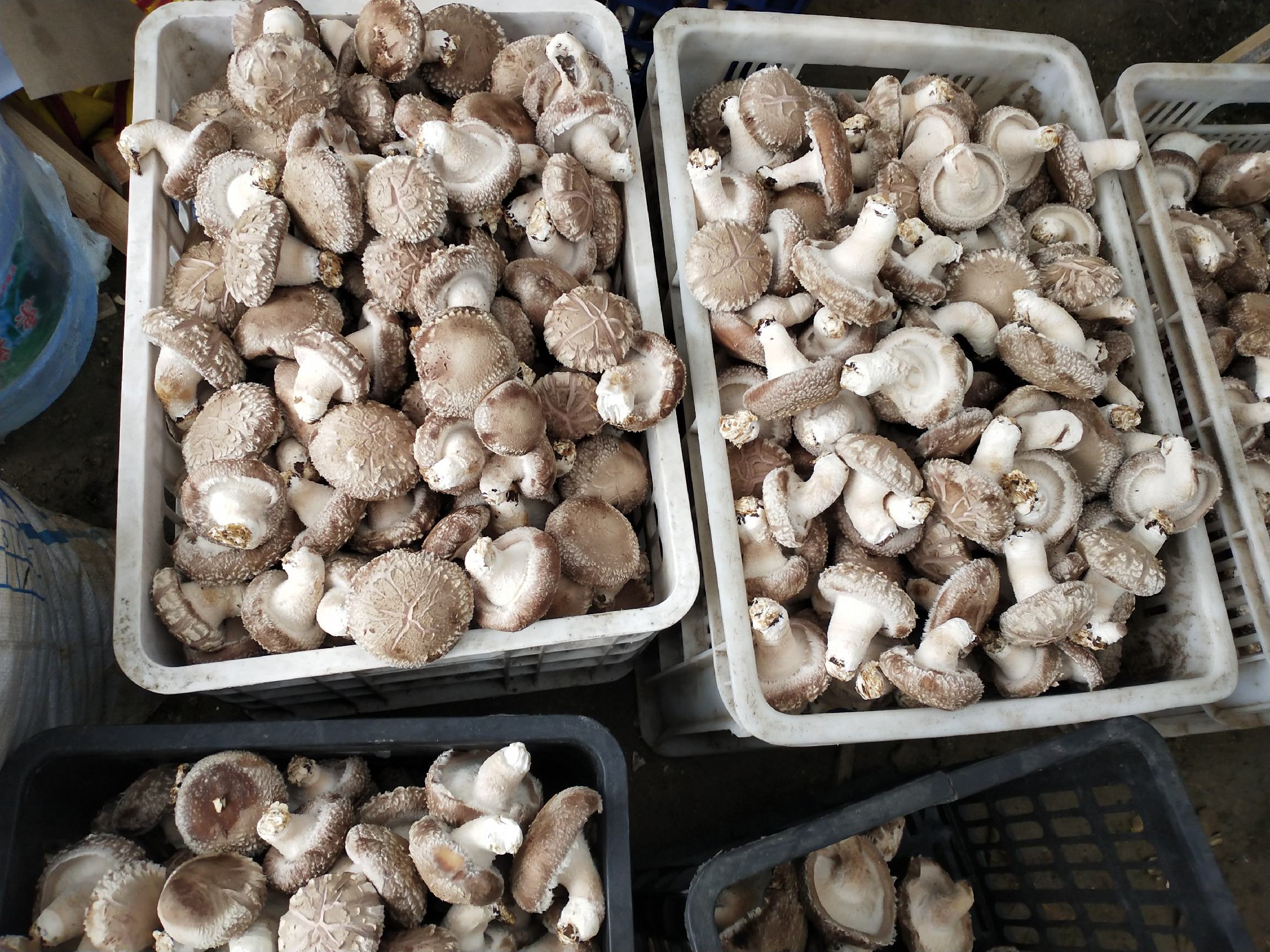 展示不同口味的脆片即食干香菇包装设计,突出健康、便携、时尚的风格 脆片即食干香菇包装展示