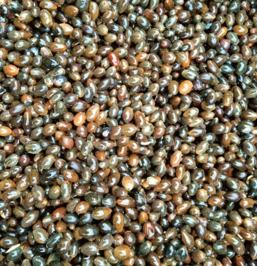 今年新产肉桂种子上市啦