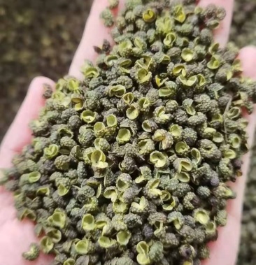 新货特级江津青花椒云南青麻椒yy无刺青花椒色选精品