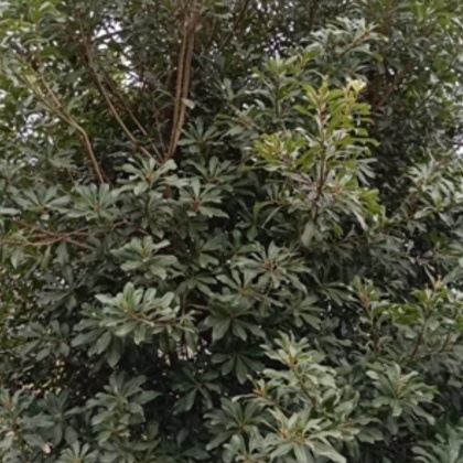 广西桂林七星区东魁杨梅苗产地货源批发价格行情