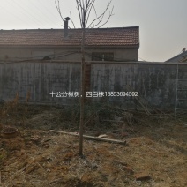十公分楸树笨楸，非嫁接