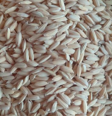 1498水稻品种图片