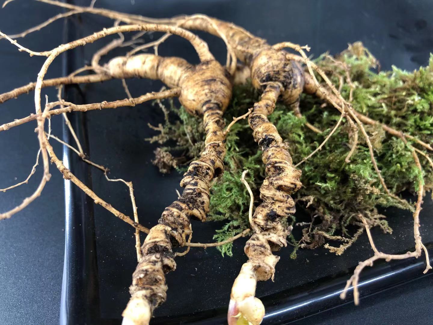 野山参实物特写