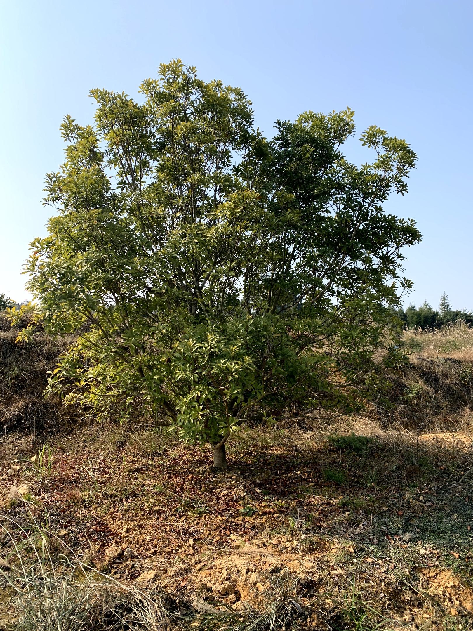 湖南靖州34米断根杨梅树自家苗圃直供包装车包上高速