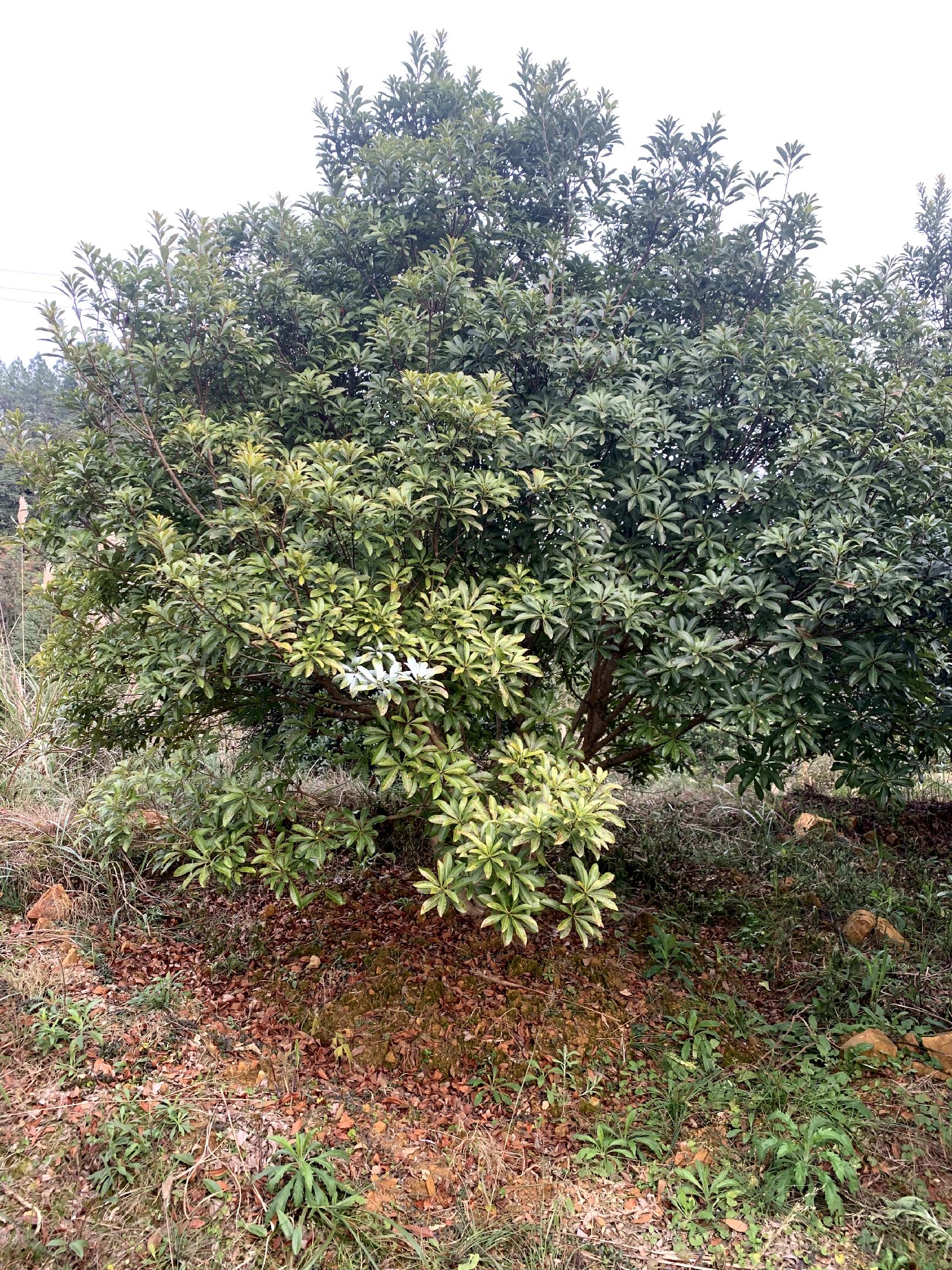 湖南靖州34米断根杨梅树自家苗圃直供包装车包上高速