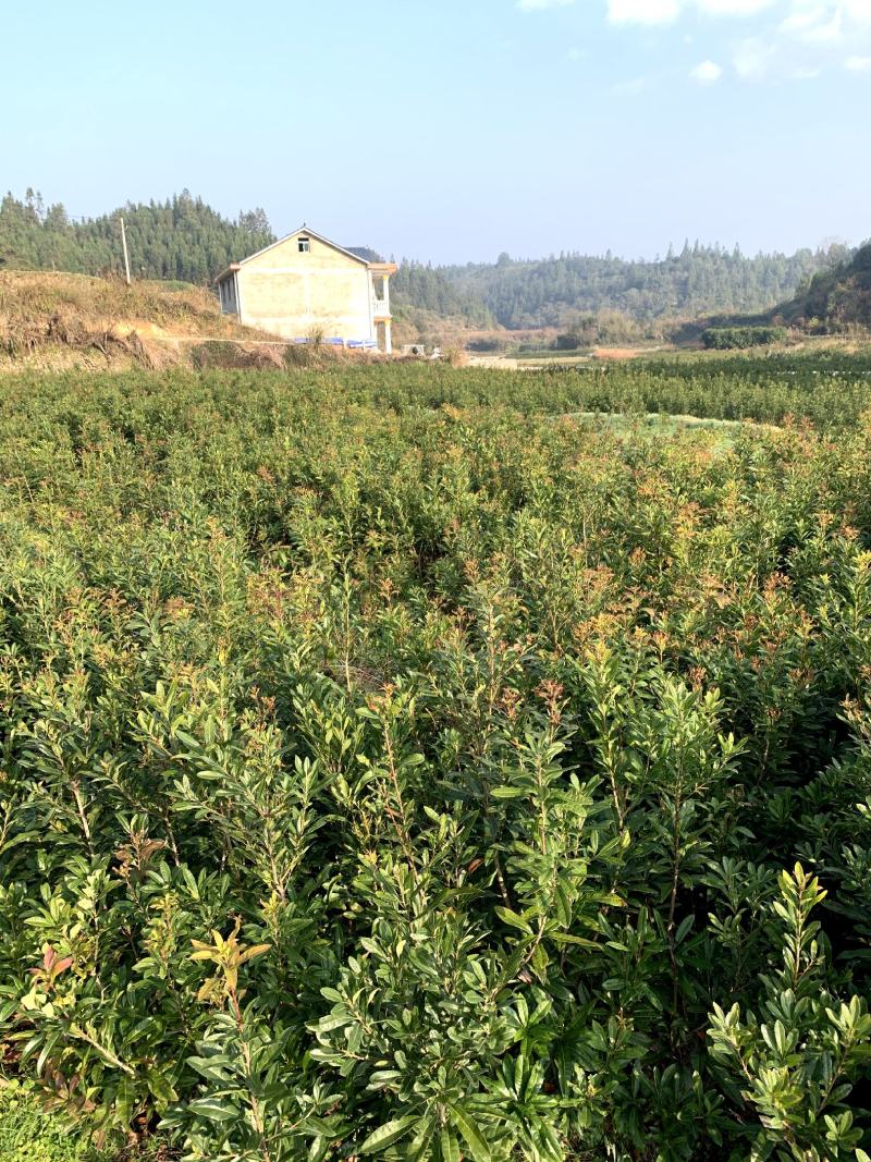 湖南靖州杨梅苗基地图片