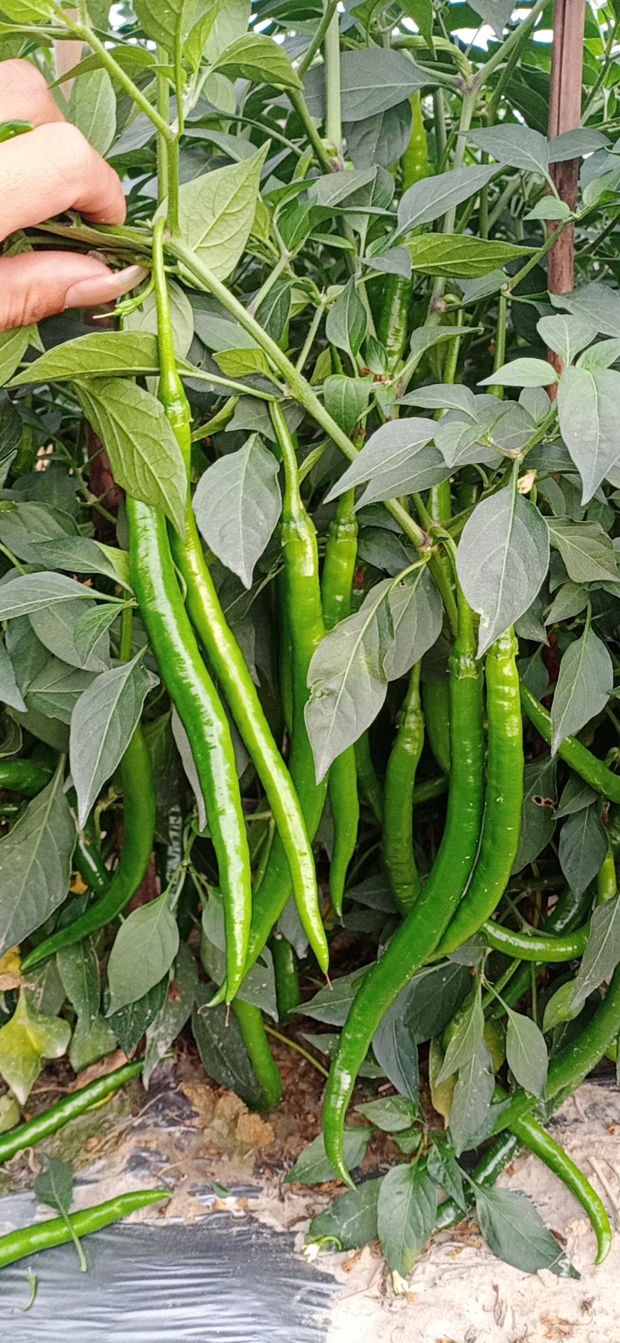 [线椒批发]精品三号椒,欢迎来搞价格1.20元/斤 - 一亩田