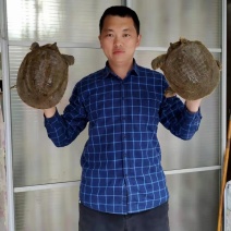 常年供应各种生态外塘黑花甲鱼团鱼批发零售