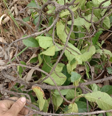 地瓜藤,地石榴野生鲜货,有需要下单现采.