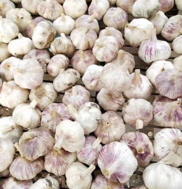 大蒜 丰县大蒜 产地直供 河南开封通许产地直发 各种规格