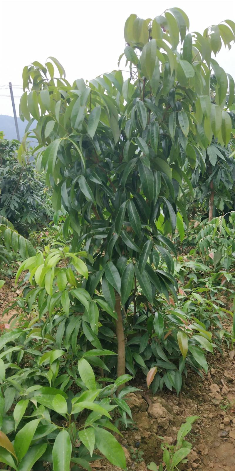 荔枝树苗仙进奉荔枝观音绿荔枝挂绿冰荔正宗嫁接新品种盆地栽