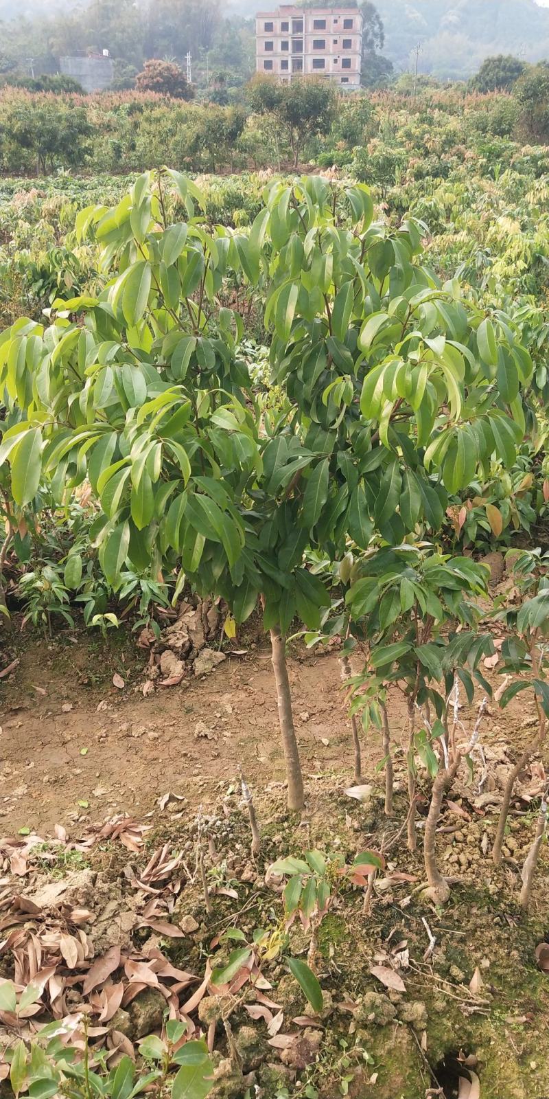 荔枝树苗仙进奉荔枝观音绿荔枝挂绿冰荔正宗嫁接新品种盆地栽