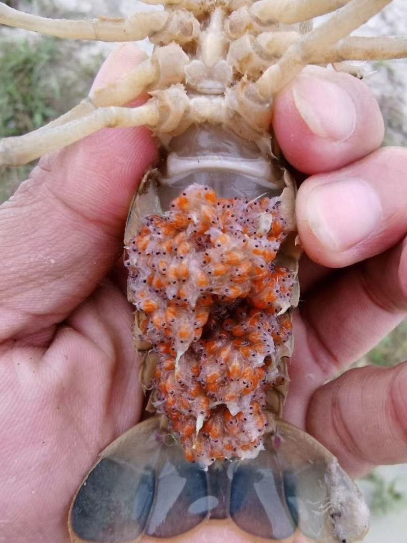 广东惠州博罗县龙虾苗 0