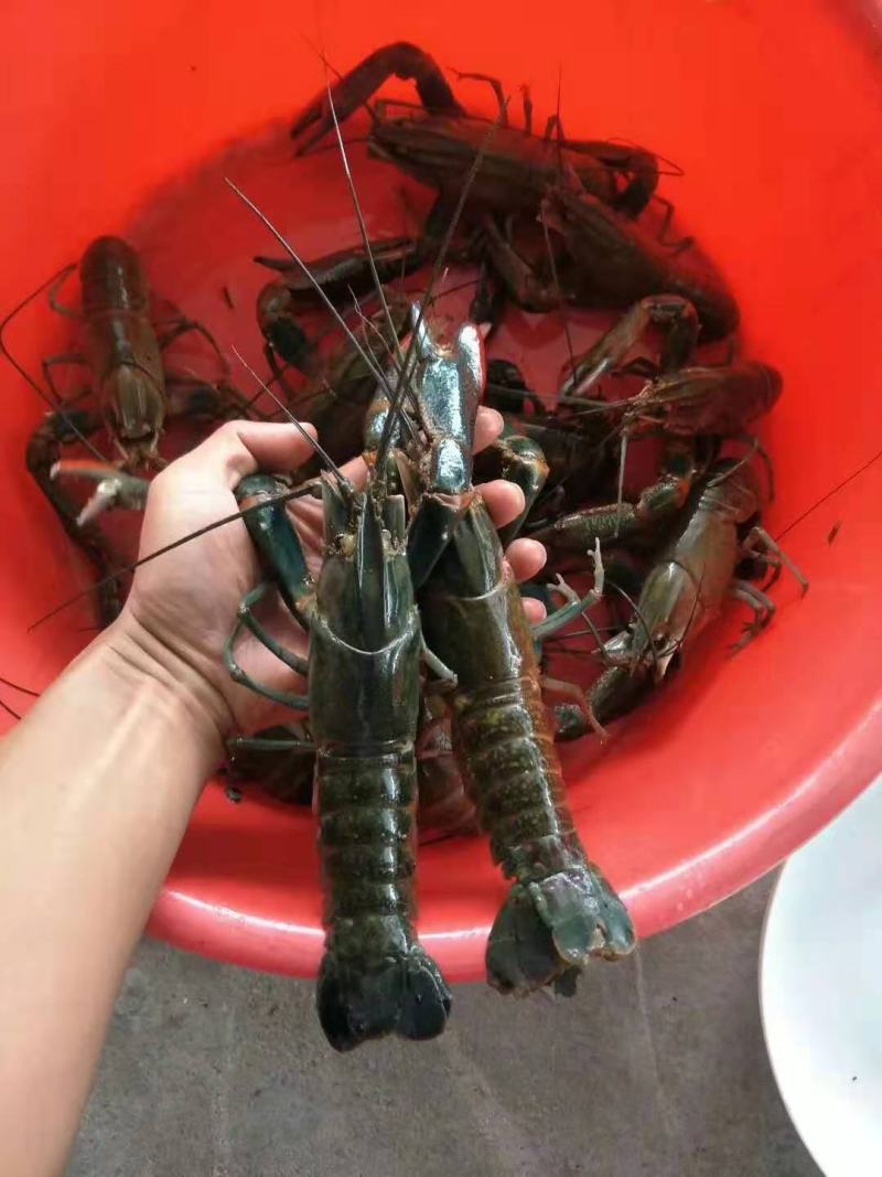 广东惠州博罗县龙虾苗 0