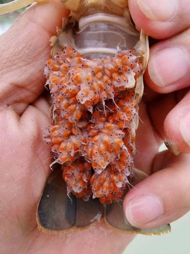 广东惠州博罗县龙虾苗 0