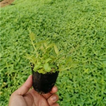 千屈菜绿化工程用苗基地自贡水生植好养