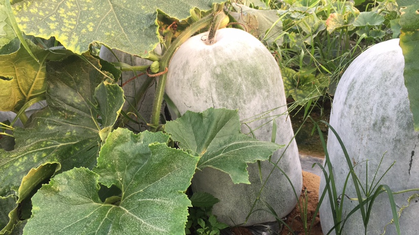 三色冬瓜整体外观展示