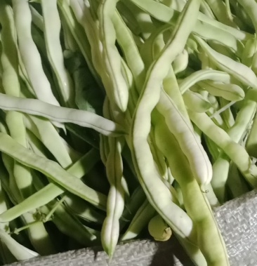山东正宗老来少芸豆新鲜采摘现摘现发绿色健康