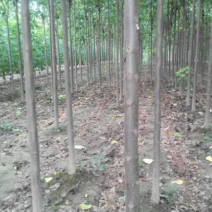 楸树大型楸树种植基地直供清地处理5-10公分楸树