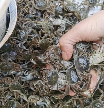 盘锦优质蟹苗 成活率高 原产地直发 品质保证!