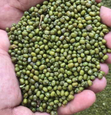 缅甸绿豆,可视频看货,产地直供,支持线上保障交易