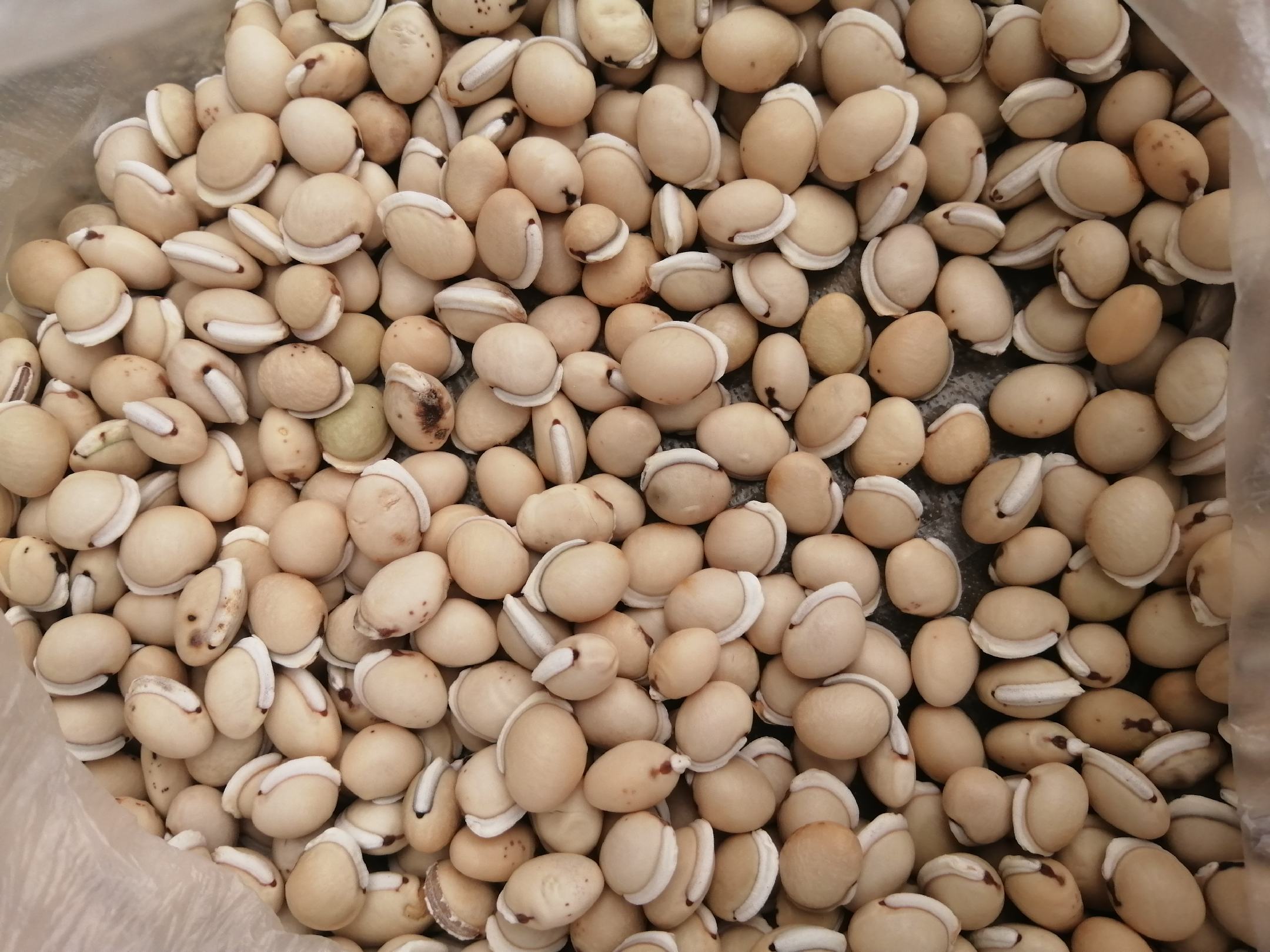 白扁豆营养信息图表